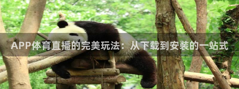 黑白直播免费高清看球神器：APP体育直播的完美玩法：从下载到安装的一站式